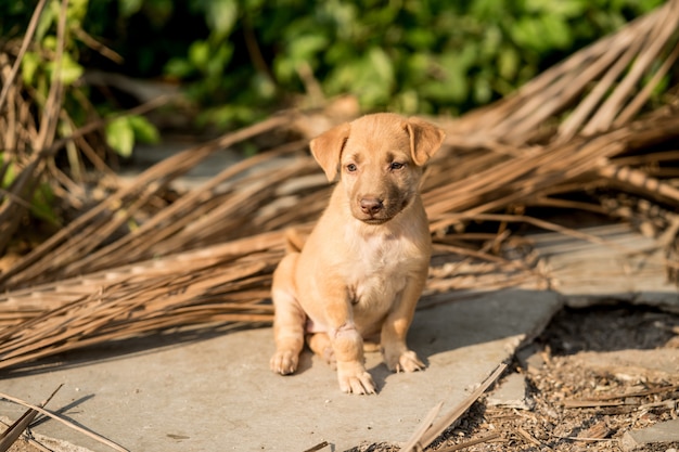 Cachorros callejeros marrones sentados en el suelo