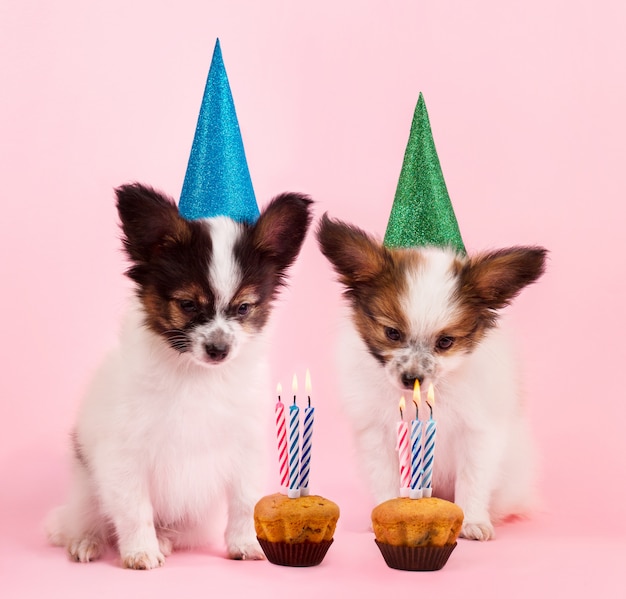 Cachorros celebrando cumpleaños