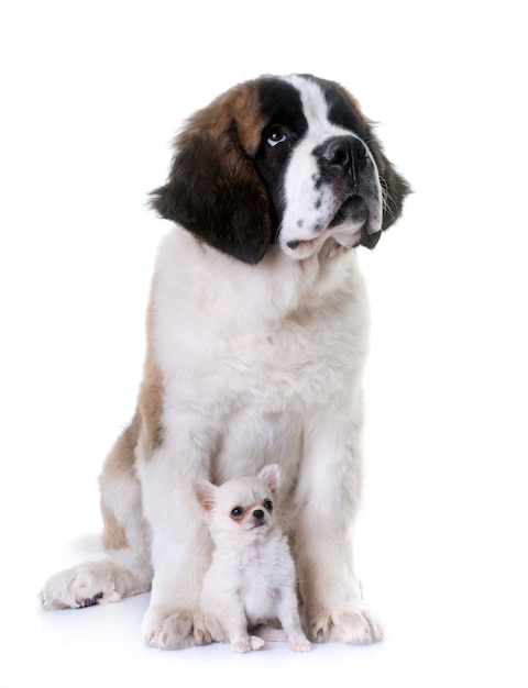 Cachorros chihuahua e saint bernard