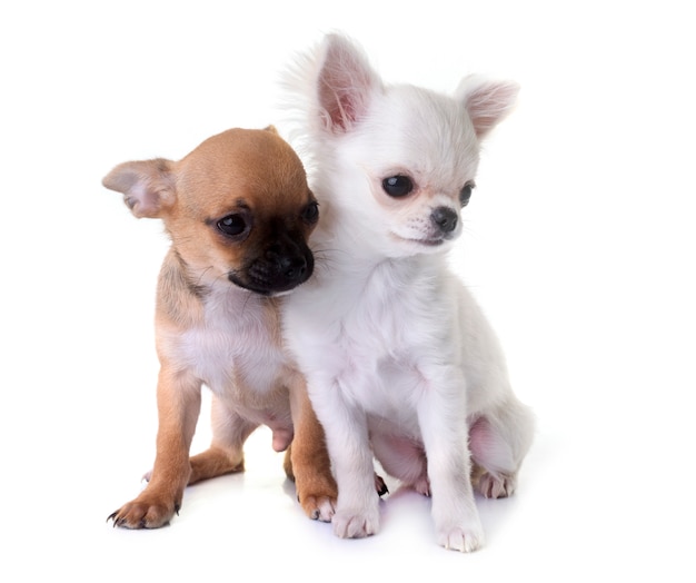 cachorros chihuahua en estudio