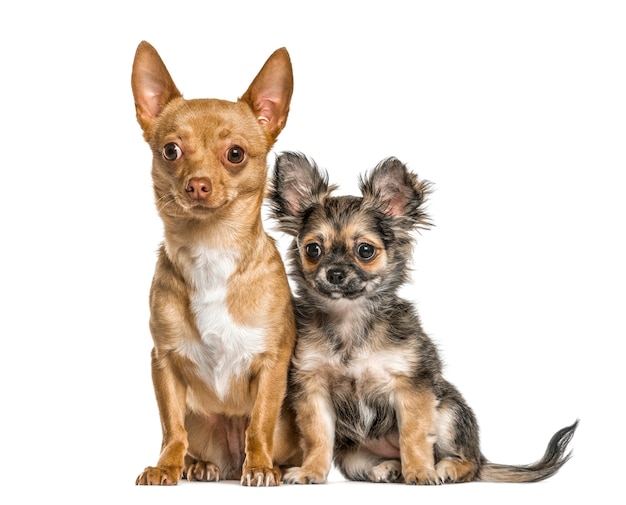 Cachorros chihuahua sentado, aislado en blanco