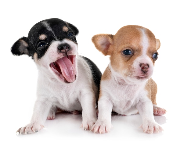 cachorros chihuahuas en estudio