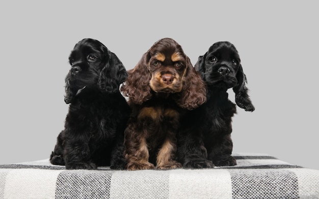 Cachorros de cocker spaniel americano posando. lindos perritos o mascotas de color negro oscuro jugando sobre fondo gris. luce atento y juguetón. foto de estudio. concepto de movimiento, movimiento, acción. copyspace.