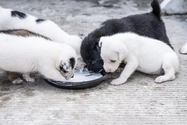 Los cachorros comen leche materna en un plato negro