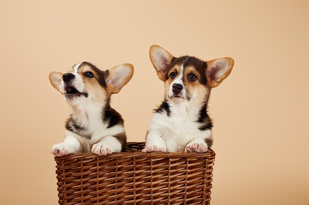 cachorros de corgi galeses esponjosos en una canasta de mimbre aislados en beige