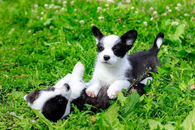 Los cachorros de Corgi juegan en la hierba.