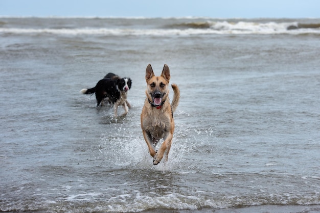 Cachorros correndo na praia