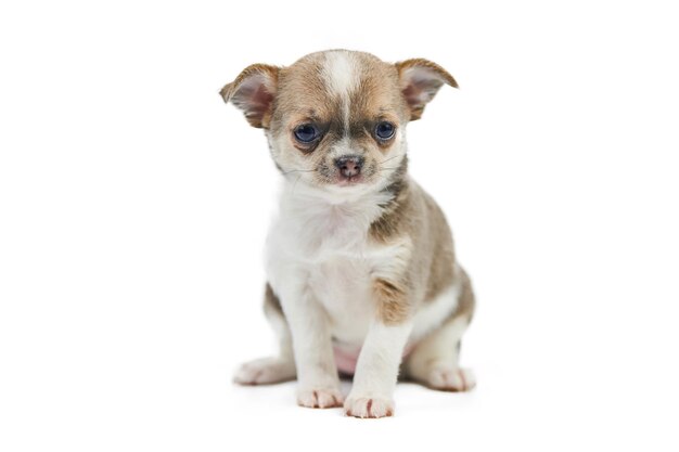 Cachorros de Chihuahua isolados pequeno cão bonito em fundo branco raça de cão chihuahua