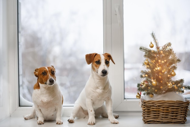 Cachorros de jack russell bonitos sentados na janela. Proprietário esperando. Fundo de Natal.