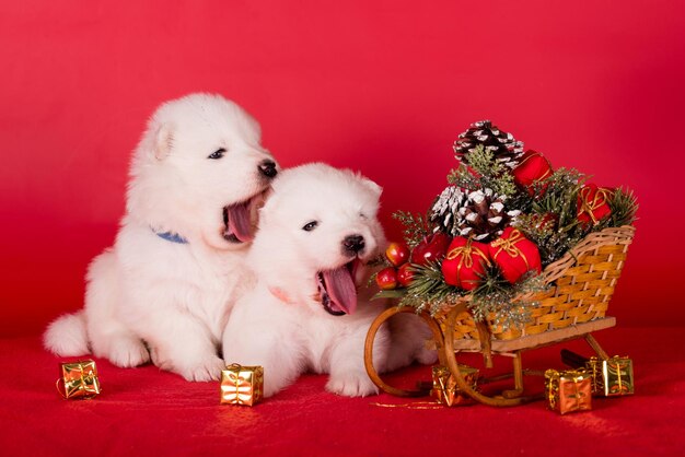 Cachorros de Natal Samoyed cães de cachorros no fundo vermelho de Natal Feliz Natal