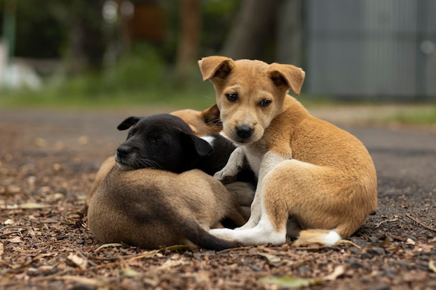 Cachorros de rua dormindo um sobre o outro no inverno