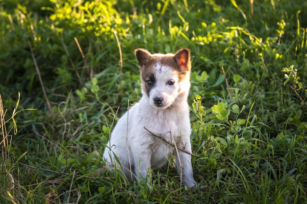 Cachorros desabrigados sentam-se na grama