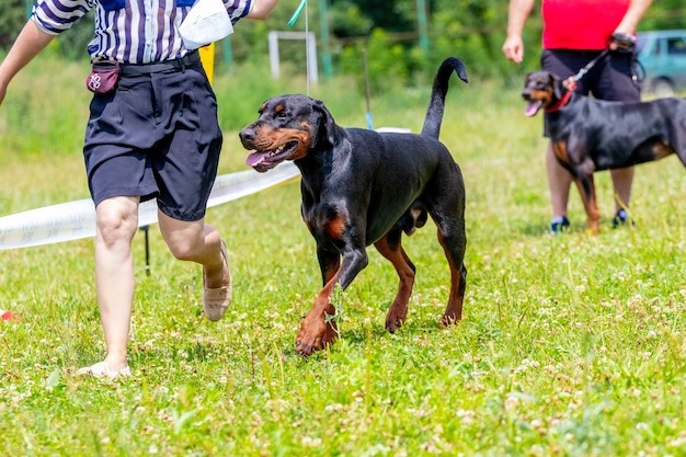 Cachorros Doberman com seus donos no parque para passear