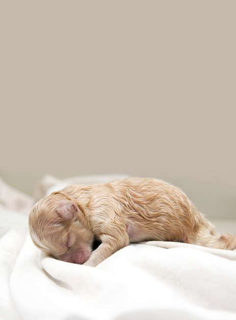 Cachorros durmiendo