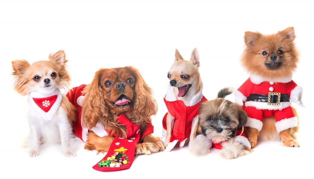 cachorros e natal