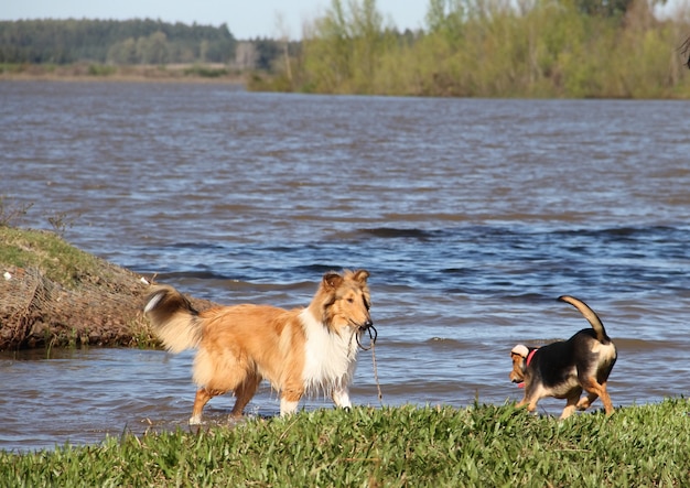 cachorros felizes brincando na praia