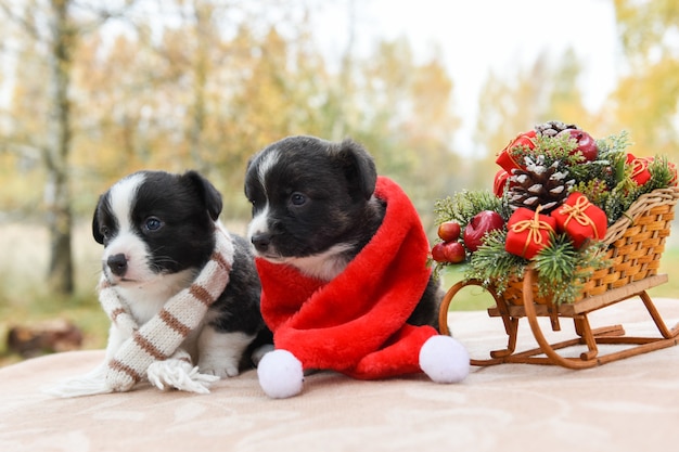 cachorros filhotes welsh corgi pembroke com chapéu de Papai Noel