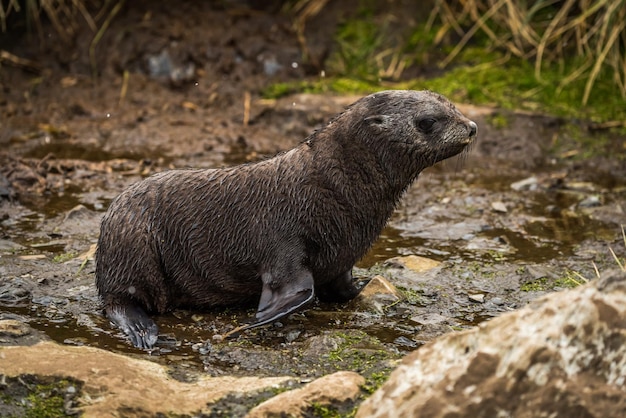 Cachorros de foca en las rocas húmedas