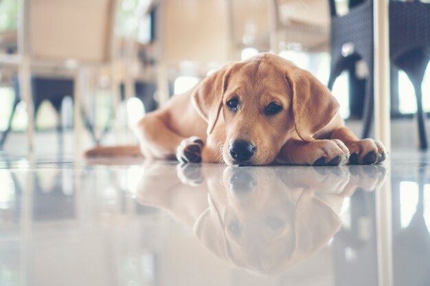 Cachorros de golden retriever