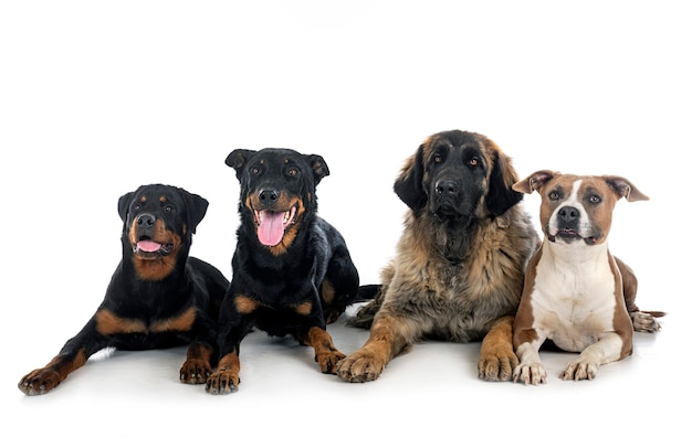 Foto cachorros grandes na frente de um fundo branco