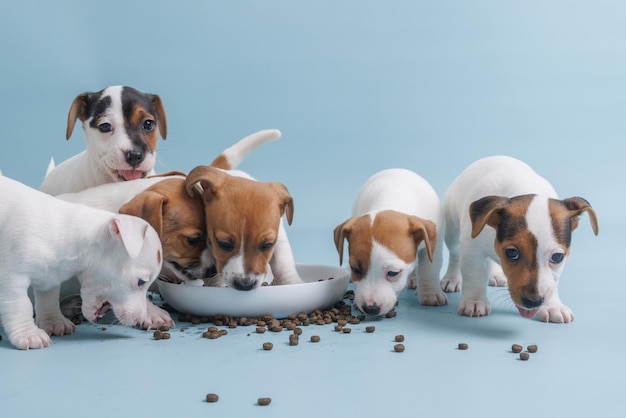 Foto cachorros hambrientos de jack russell terrier comiendo de un plato de comida