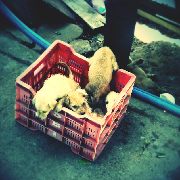 Foto los cachorros en el hogar