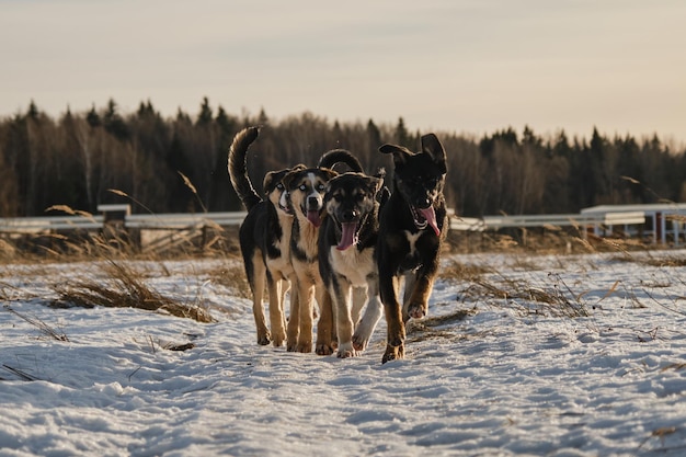 Cachorros husky de Alaska de la misma camada caminan a través de la nieve en el campo en un día de invierno helado y soleado