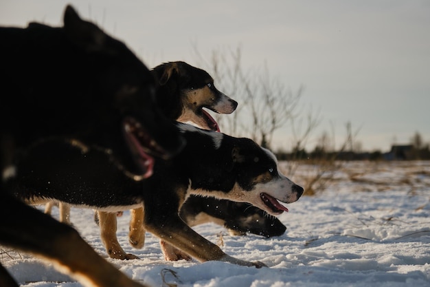 Cachorros de husky de Alaska Perrera de perros de trineo fuera Vista lateral Perfil vertical