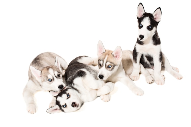 Cachorros de husky siberiano. Cuatro cachorros carismáticos sobre un fondo blanco. Aislado