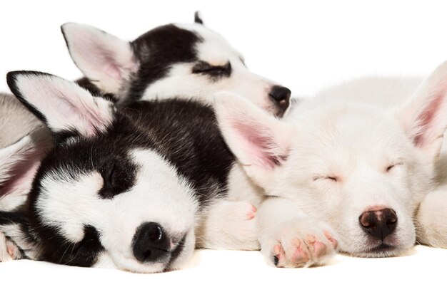 cachorros de husky siberiano