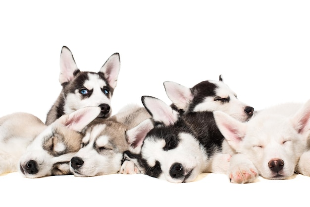 cachorros de husky siberiano