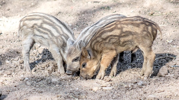 Cachorros de jabalí en la naturaleza