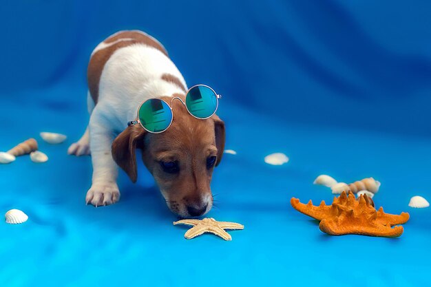 Cachorros Jack Russell sobre fondo azul.