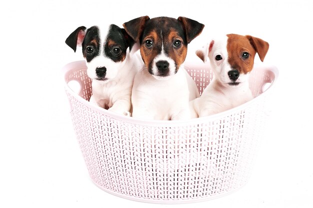 Cachorros Jack Russell Terrier en una canasta rosa sobre un blanco