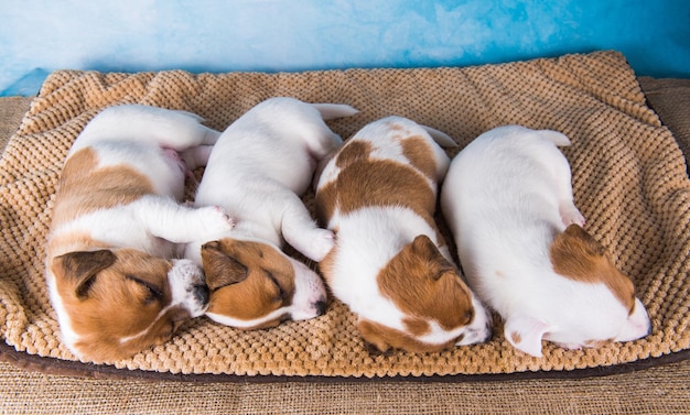 Los cachorros de jack russell terrier duermen dulcemente en una cama blanda