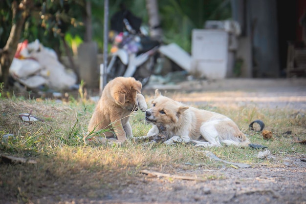 Cachorros jugando en la basura luciendo sucios, descuidados y harapientos