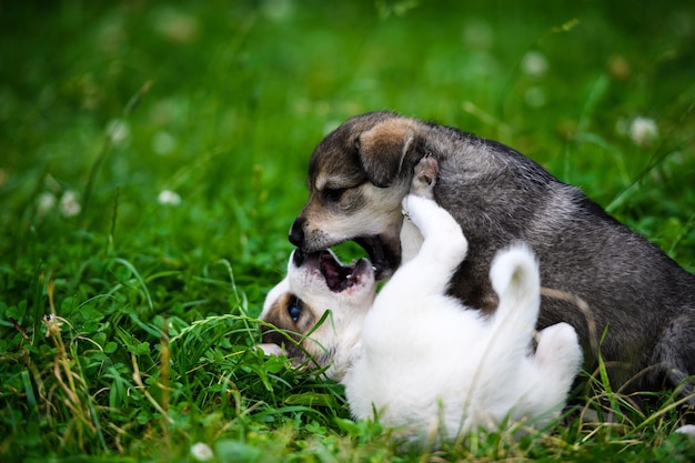 Cachorros jugando en la hierba verde