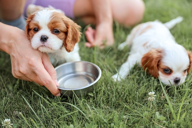 Los cachorros de King Charles Spaniels beben agua de un recipiente sobre la hierba en el caluroso verano