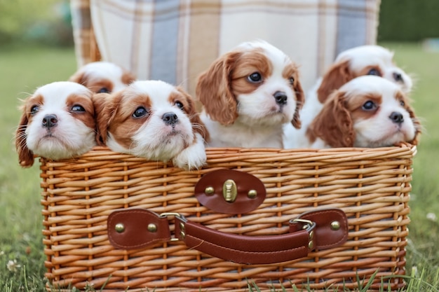 Cachorros King Charles Spaniels en una canasta con el telón de fondo de la naturaleza en el caluroso verano