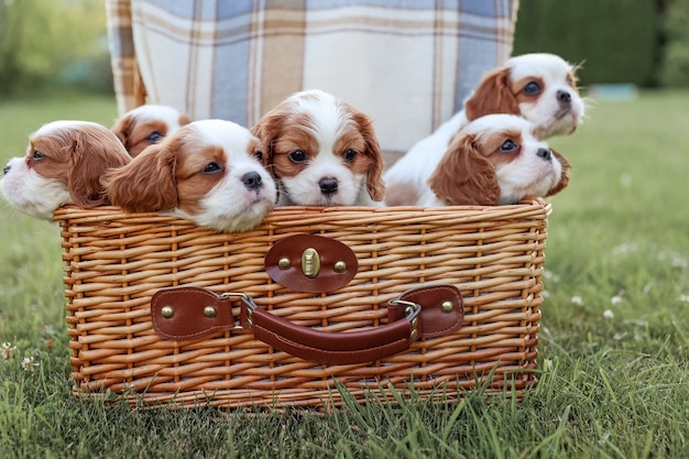 Cachorros King Charles Spaniels en una canasta con el telón de fondo de la naturaleza en el caluroso verano