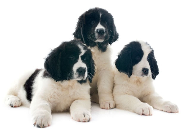 cachorros de landseer