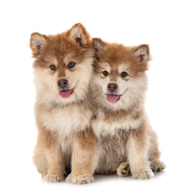 Cachorros Lapphund finlandés en estudio