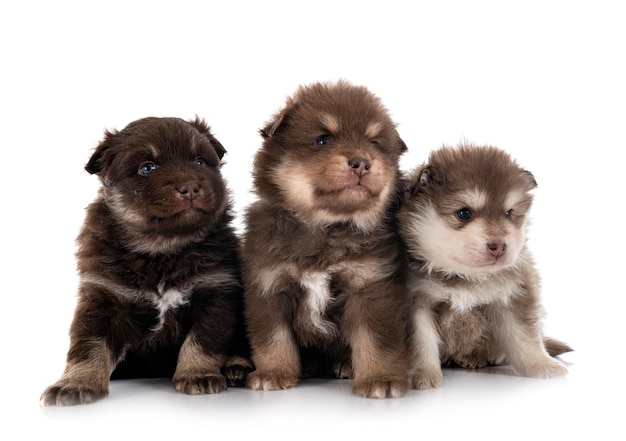 Cachorros Lapphunds finlandeses en estudio