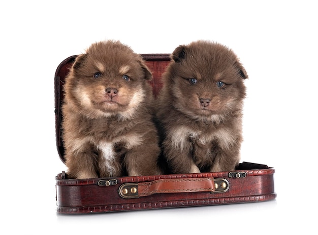 Cachorros Lapphunds finlandeses en estudio