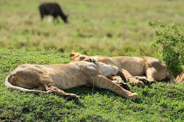 Foto los cachorros de león durmiendo en el campo