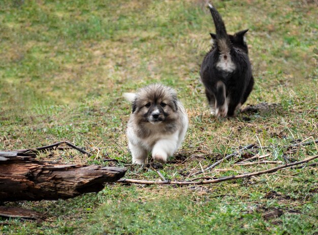 Cachorros lindos corriendo y jugando en la hierba verde al aire libre