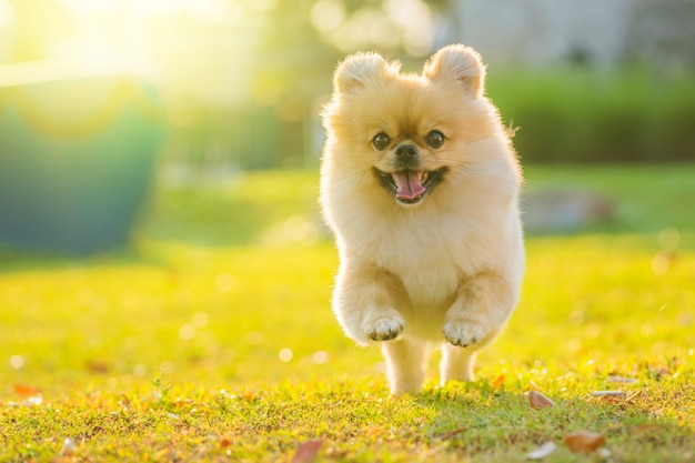 Cachorros lindos Pomerania Perro de raza mixta pequinés correr sobre la hierba con felicidad