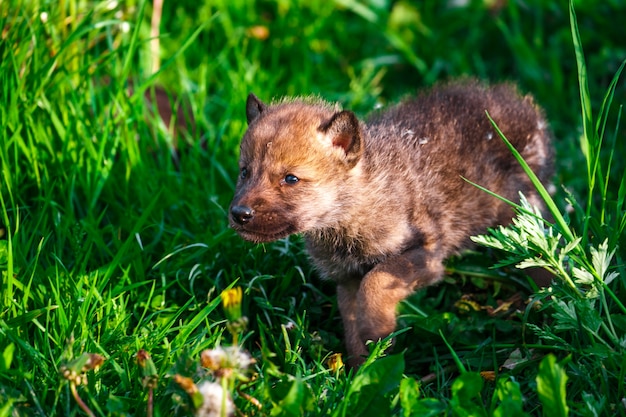 Cachorros de lobo gris en una hierba