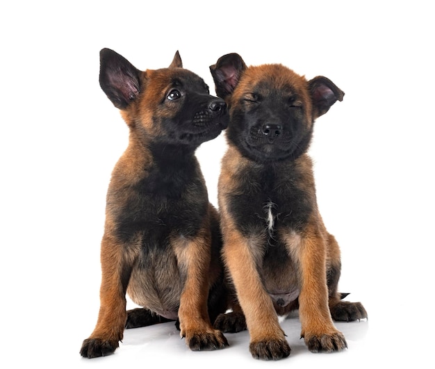 Cachorros malinois en estudio