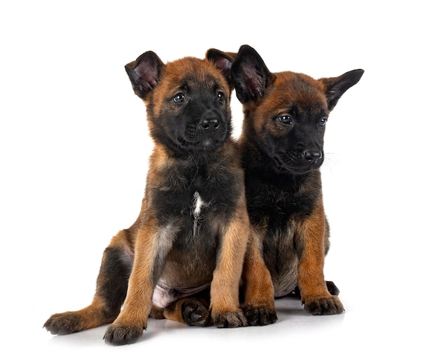 Cachorros malinois en estudio